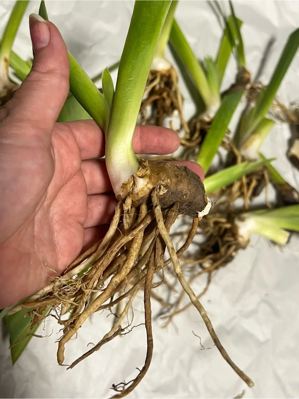 20 medium and small sizes rhizomes . Purple Iris for $20. See Pics.